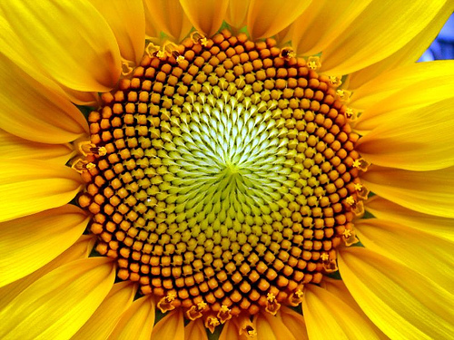 fibonacci-sunflower.jpg